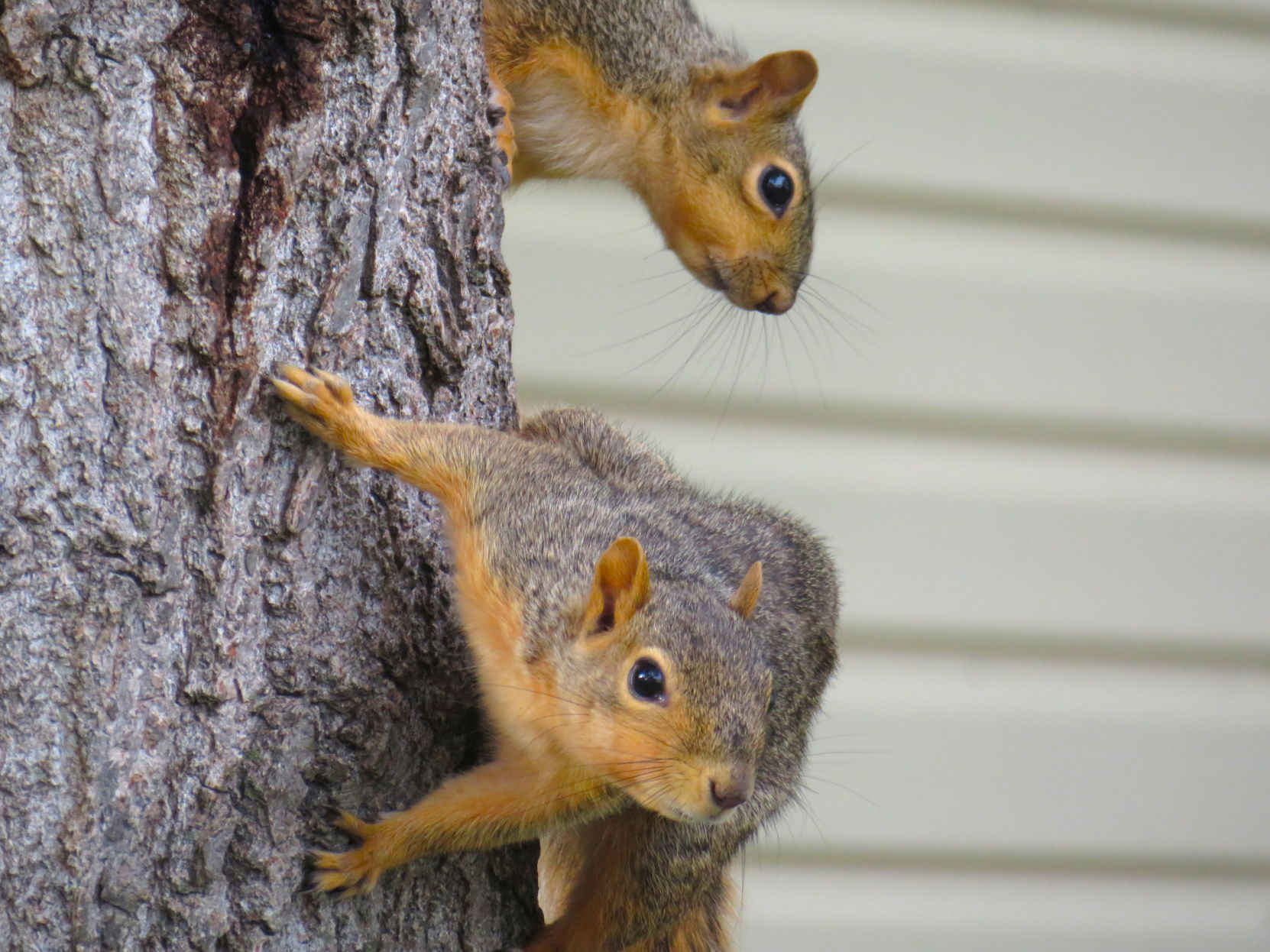 Being Squirrelly